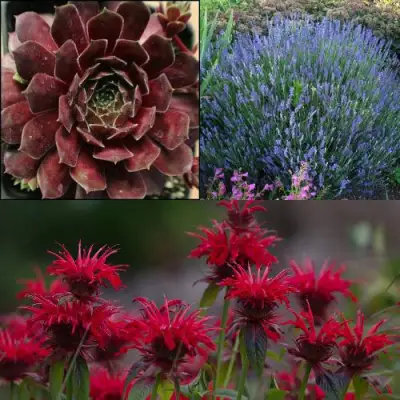 Комплект ФИОЛЕТОВОЕ ВДОХНОВЕНИЕ в Бресте