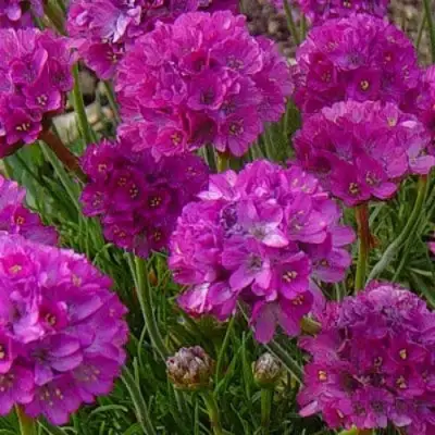 Армерия МОНИНГ СТАР ДИП РОУЗ в Бресте