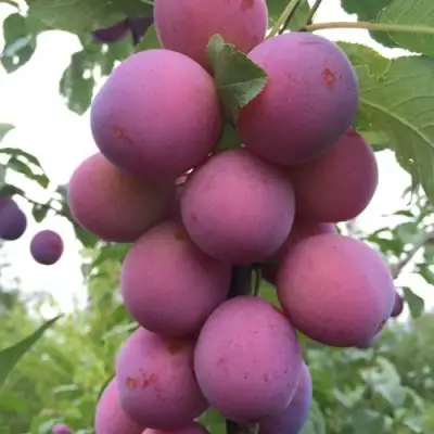 Слива ИМПЕРИАЛ колонновидная в Бресте