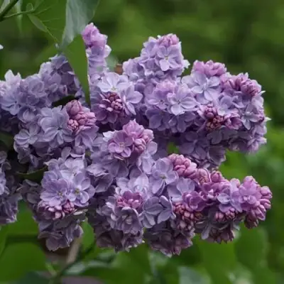 Сирень КАТЕРИНА ХАВЕМЕЙЕР в Бресте