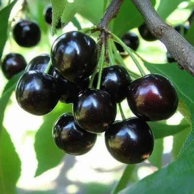 Вишня РОССОШАНСКАЯ ЧЕРНАЯ в Бресте