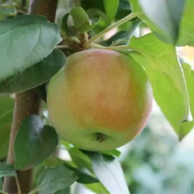 Яблоня ПОДСНЕЖНИК стелющаяся в Бресте