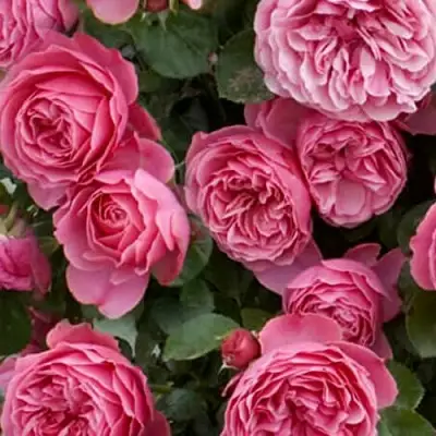 Роза ЛЕОНАРДО ДА ВИНЧИ флорибунда в Бресте