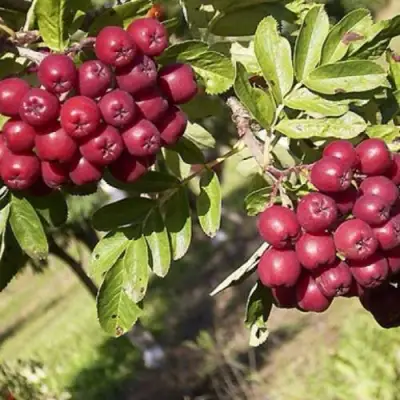 Рябина БУРКА сладкоплодная в Бресте