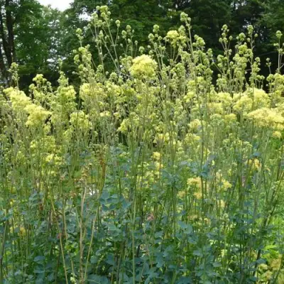 Василистник ГЛАУКУМ желтый в Бресте
