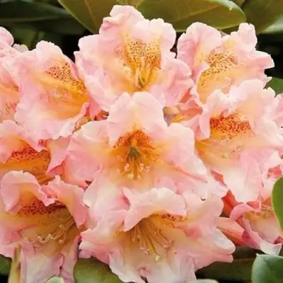 Рододендрон ФЛАУТАНДО в Бресте