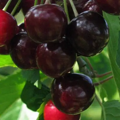 Черешня ВАЛЕРИЙ ЧКАЛОВ в Бресте