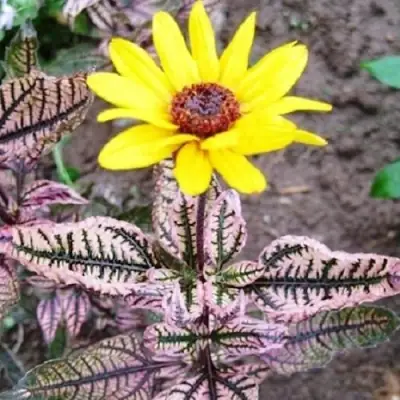 Гелиопсис САММЕР ПИНК в Бресте