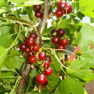 Смородина золотистая ВИШНЕВАЯ в Бресте