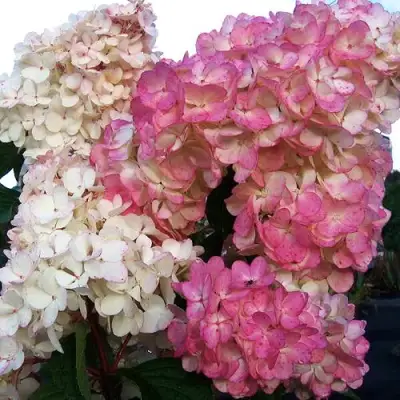 гортензия пинк леди