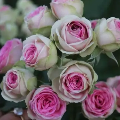 Роза МИМИ ЭДЕН спрей в Бресте