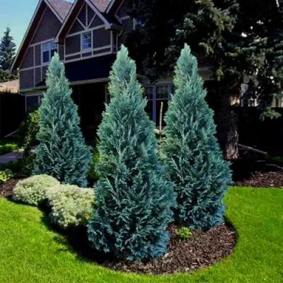 Кипарисовик ВАН ПЕЛЬТС БЛЮ лавсона в Бресте