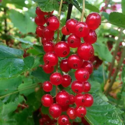 Смородина красная КОНСТАНТИНОВСКАЯ в Бресте