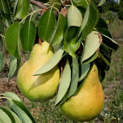 Груша ДЮШЕС ЛЕТНИЙ в Бресте