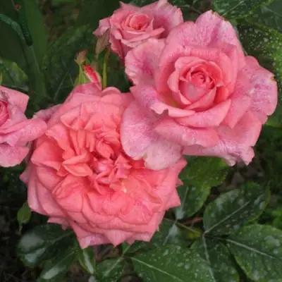 Роза ПЬЕР КАРДЕН чайно-гибридная в Бресте