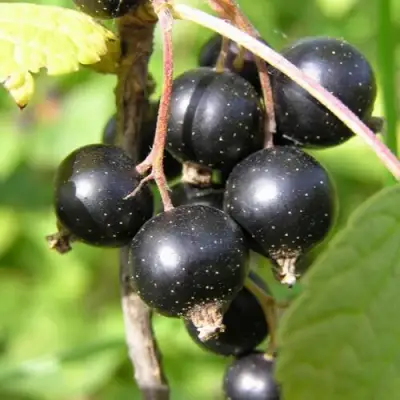 Смородина чёрная ПАМЯТЬ ВАВИЛОВА в Бресте