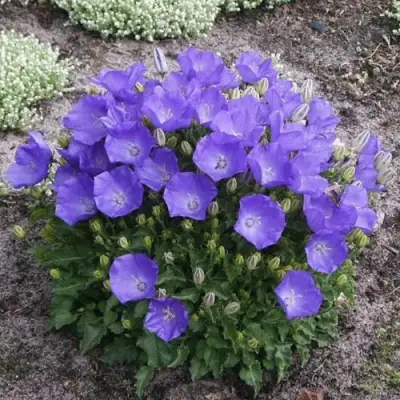 Колокольчик САНТА карпатский в Бресте