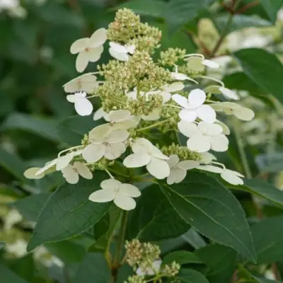 Гортензия ПРИМ ВАЙТ метельчатая в Бресте