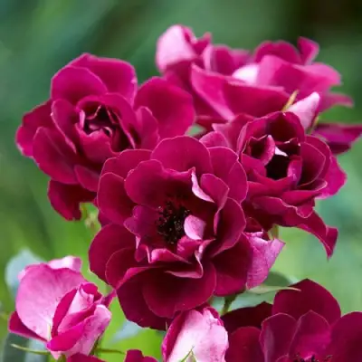 Роза БУРГУНДИ АЙС флорибунда в Бресте