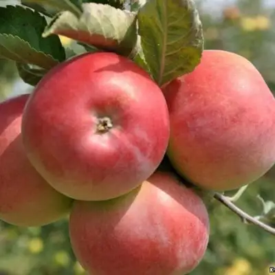 Яблоня ВЭМ-РОЗОВЫЙ в Бресте