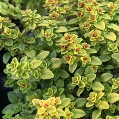 Тимьян АРЧЕРЗ ГОЛД в Бресте