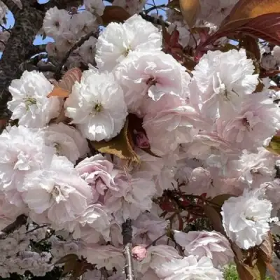 Сакура ШИРОФУГЕН в Бресте