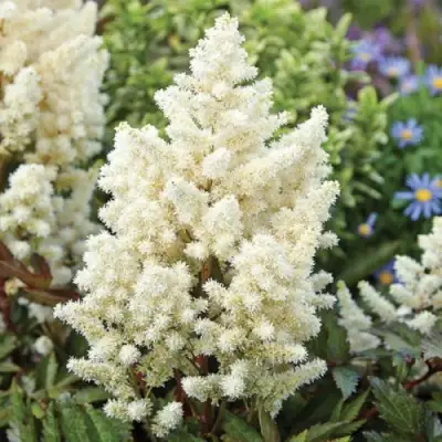 Астильба ХЭППИ ДЕЙ Арендса в Бресте