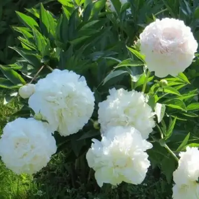 Пион МУН ОВЕР БАРРИНГТОН травянистый в Бресте