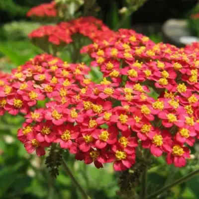 Тысячелистник ПАПРИКА обыкновенный в Бресте