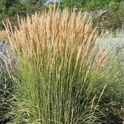 Вейник АВАЛАНШ остроцветковый в Бресте