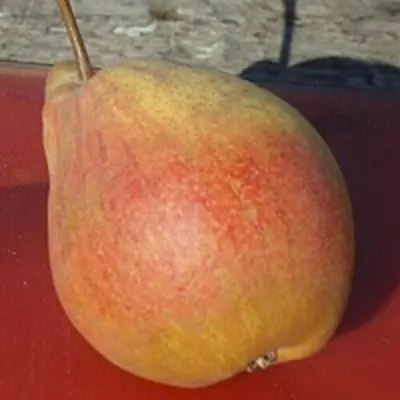 Груша ТАТЬЯНА в Бресте