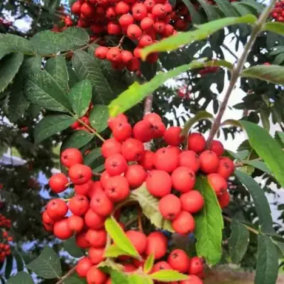 Рябина НЕВЕЖИНСКАЯ сладкоплодная в Бресте