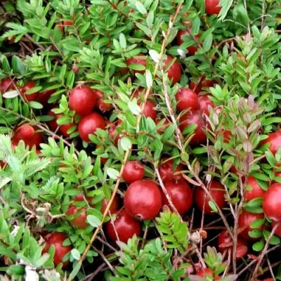 Клюква СТИВЕНС в Бресте