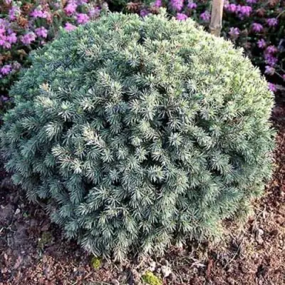 Ель ЭХИНИФОРМИС сизая в Бресте