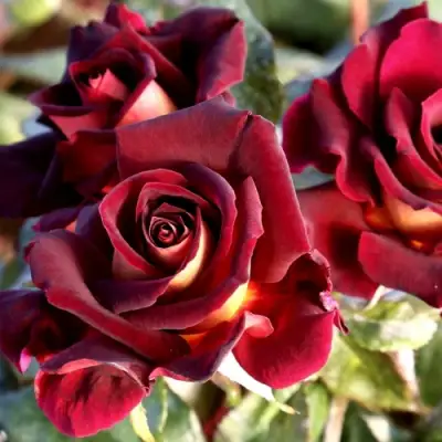 Роза ЭДДИ МИТЧЕЛЛ чайно-гибридная в Бресте