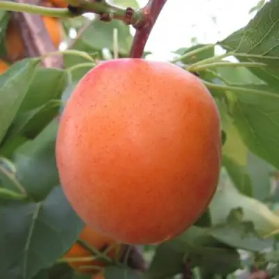 Абрикос ГОЛД РИЧ в Бресте