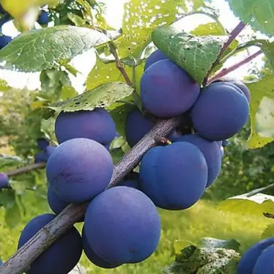 Слива КРОМАНЬ в Бресте