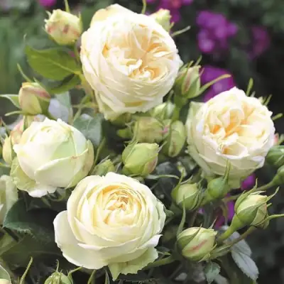 Роза ВЕНДИНГ ПИАНО чайно-гибридная в Бресте