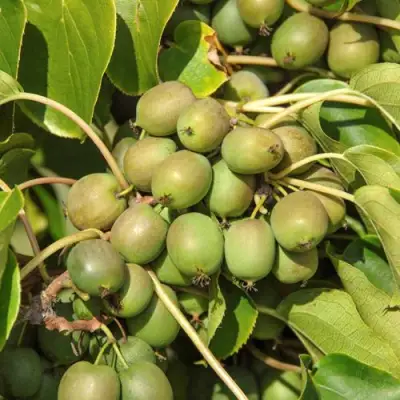 Актинидия ДЖИРАЛЬДИ в Бресте