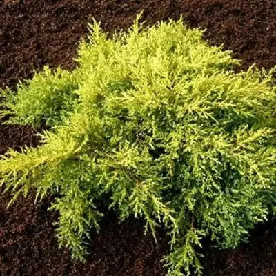 Можжевельник МОРДИГАН ГОЛД средний в Бресте