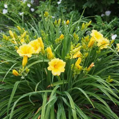 Лилейник СТЕЛЛА ДЕ ОРО гибридный в Бресте