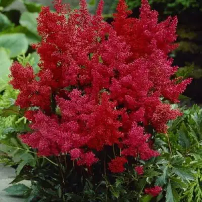 Астильба ГРАНАТ Арендса в Бресте