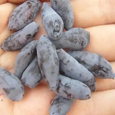 саженцы жимолости чулымской