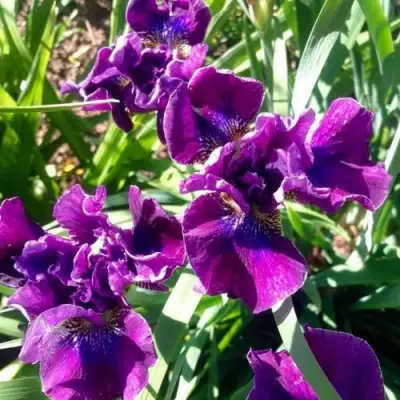 Ирис БАНДЛ ОВ ДЖОЙ сибирский в Бресте