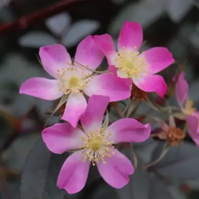 Роза сизая в Бресте