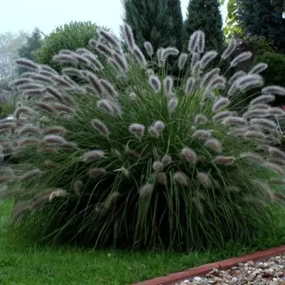 Пеннисетум ЛЕДИ Ю в Бресте