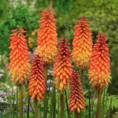 Книфофия АЛЬКАЗАР гибридная в Бресте