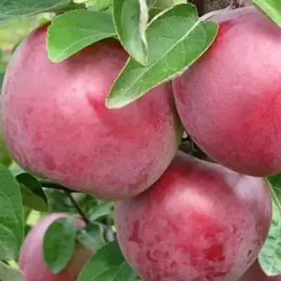 Яблоня АЛЕСЯ в Бресте