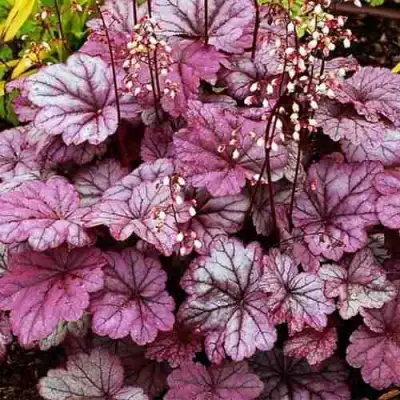 Гейхера ШУГА ФРОСТИНГ в Бресте