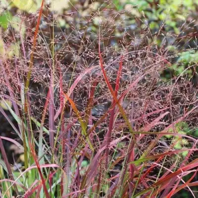 Просо РЕБРАУН прутьевидное в Бресте